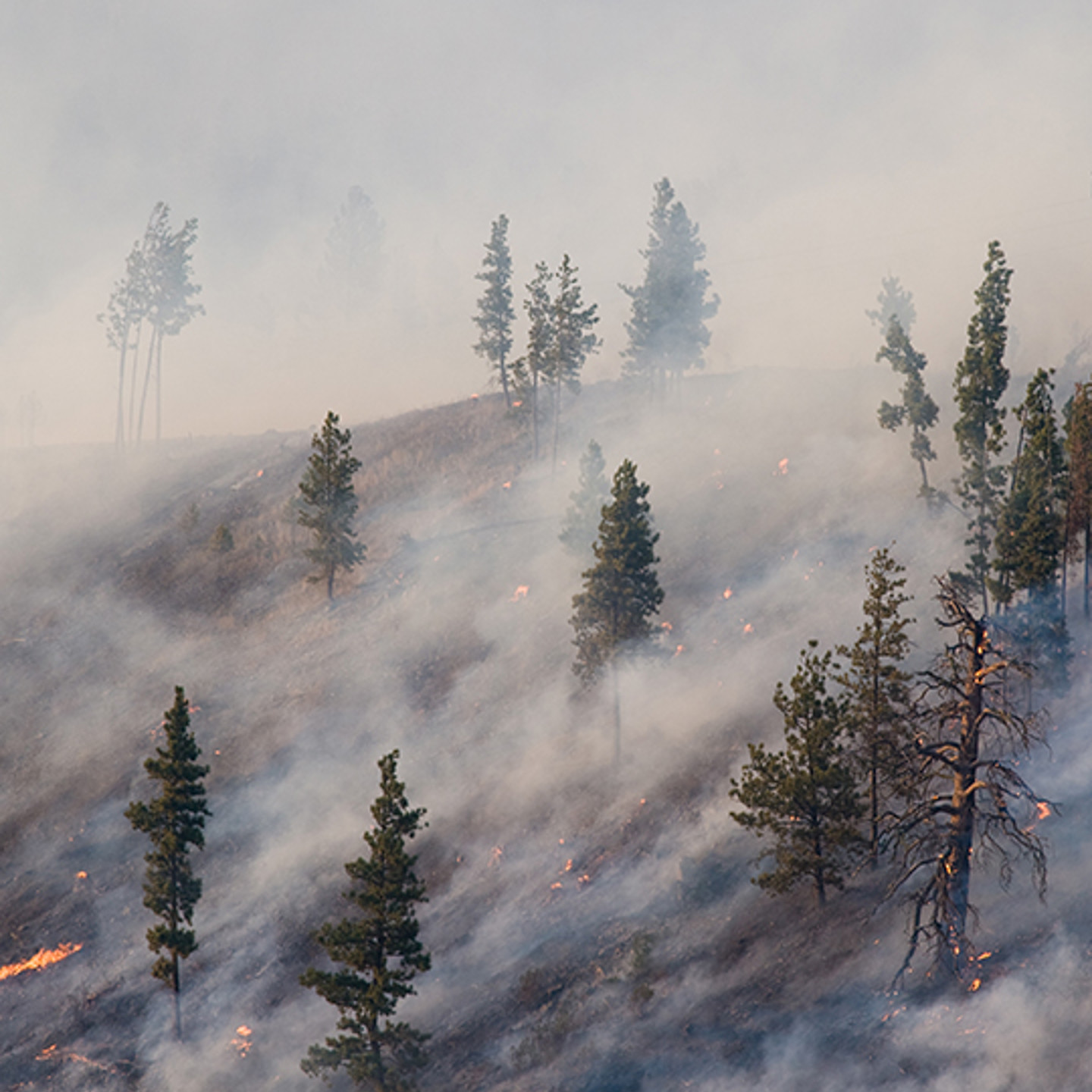 UCPM Portrait 1 forest fire