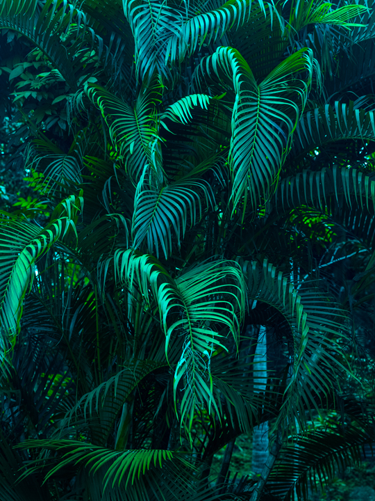 Green jungle image