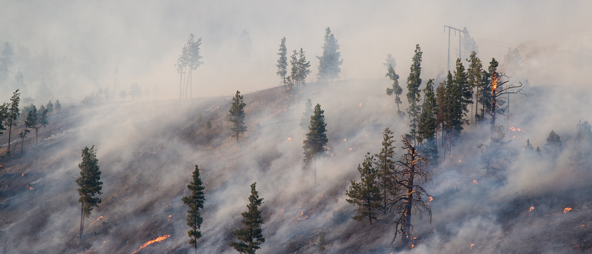 UCPM Header 1 image of forest on fire